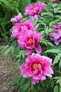 Plant blooms luscious gardening