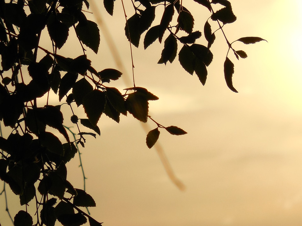 Design pattern nature