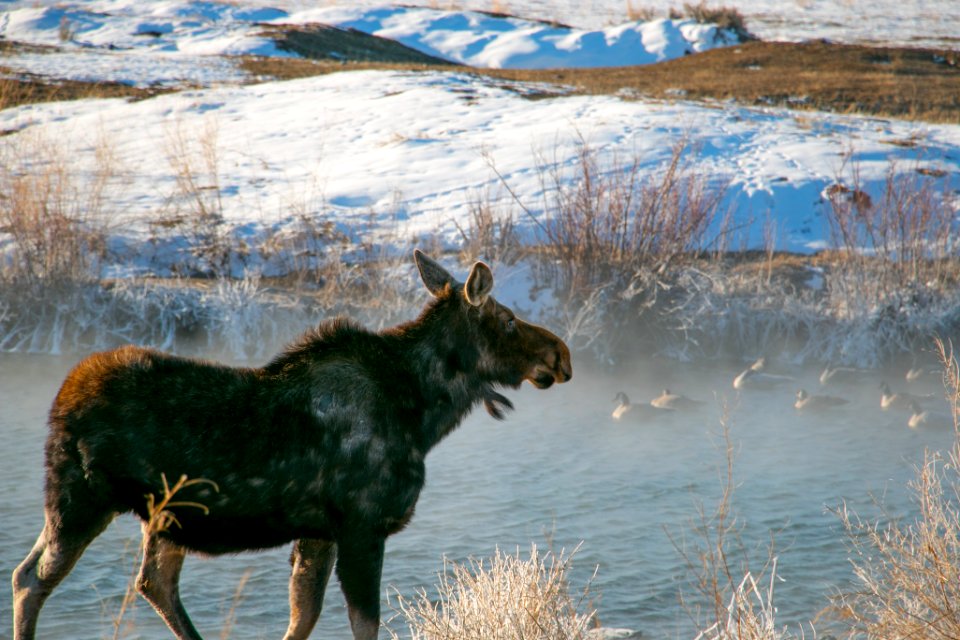 Moose taking a dip in Kelly Warm Springs