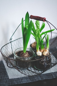 Potted decoration interior photo