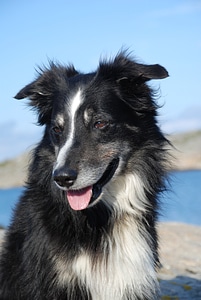 Dog border collie black and white