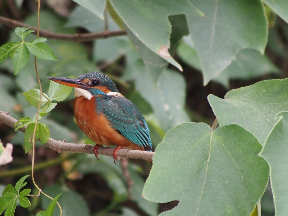 Kingfisher female bird