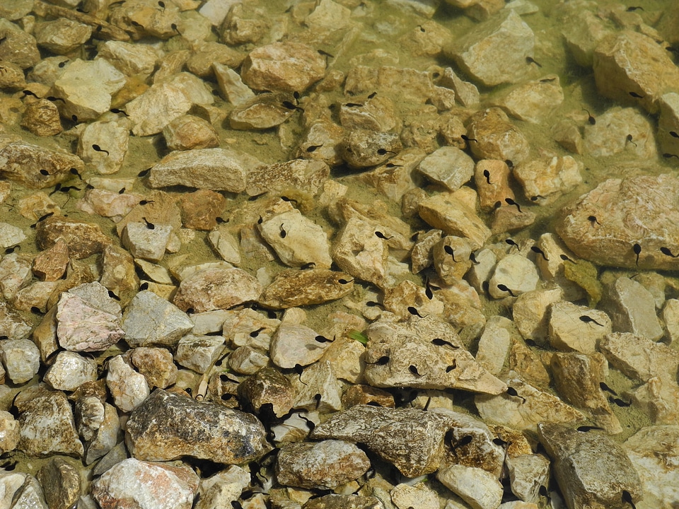 Alpine lake clear tadpoles