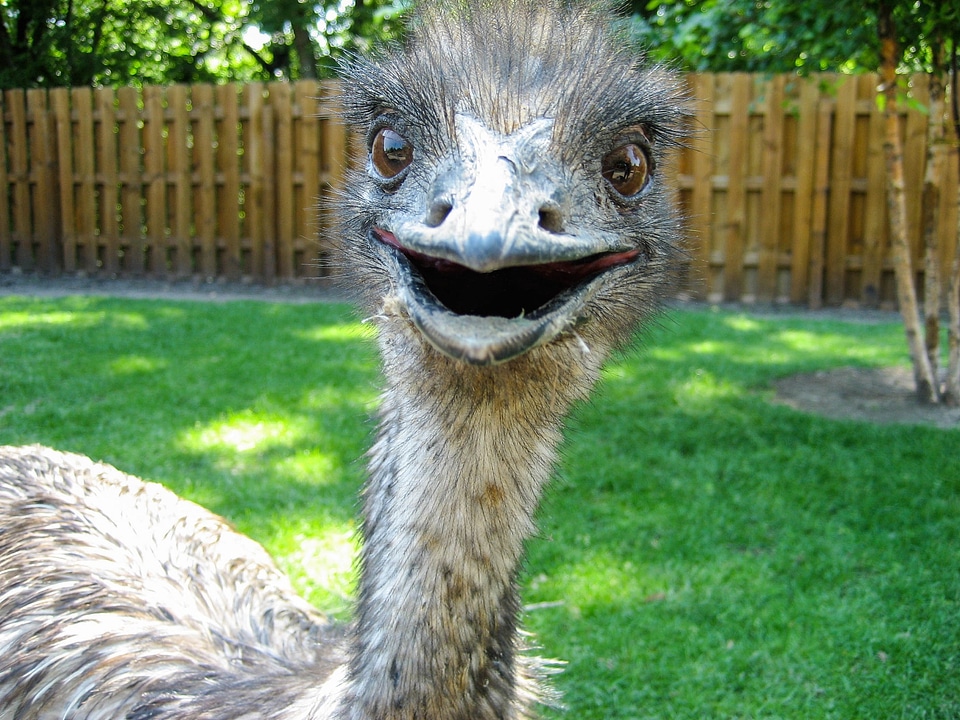 Flightless portrait head