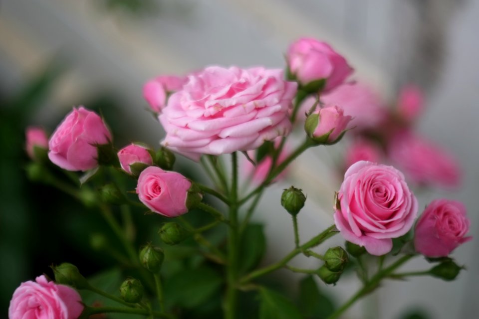 DSCF6138