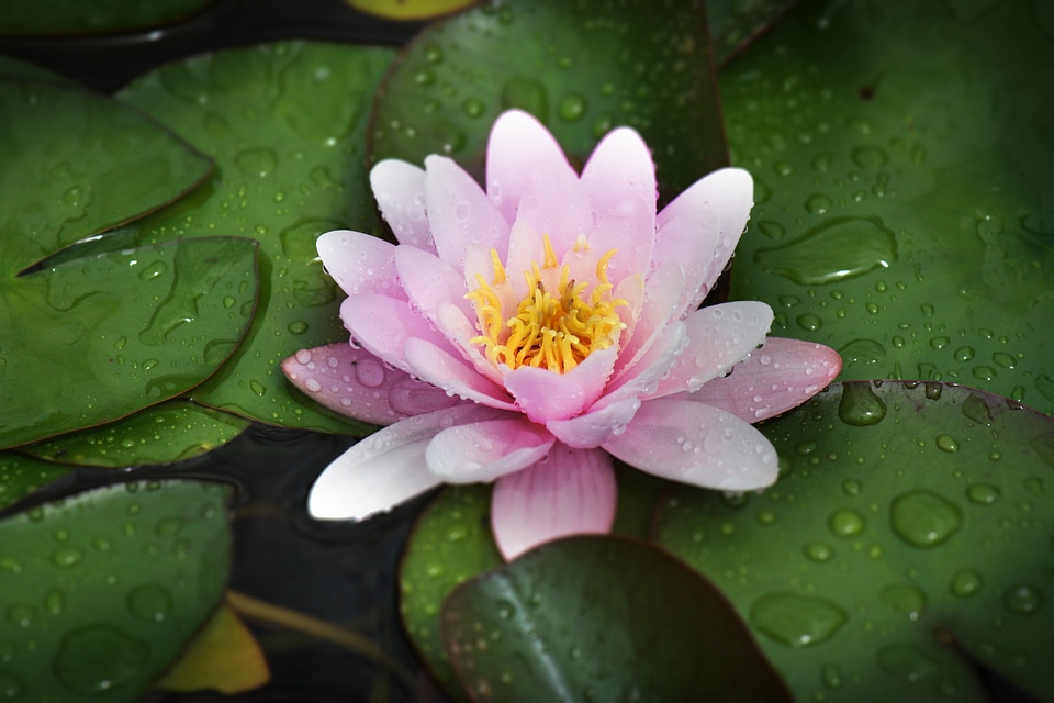 Leaf pond plant aquatic plant