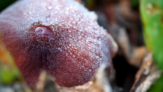 Mushroom Mendocino County