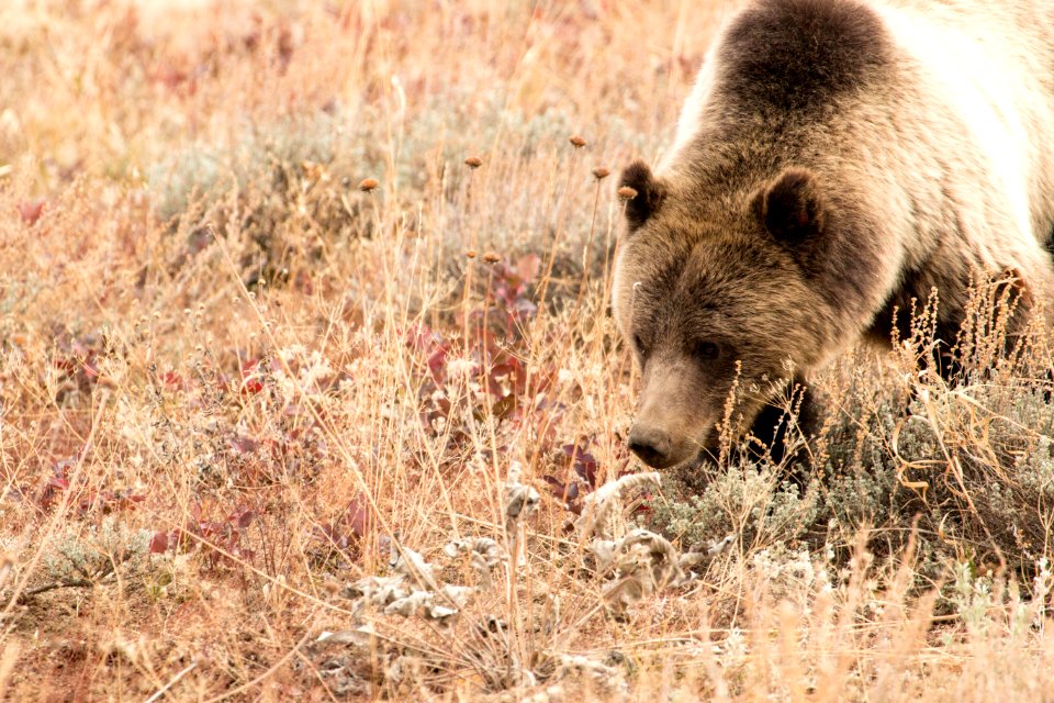 Grizzly Looking for Food