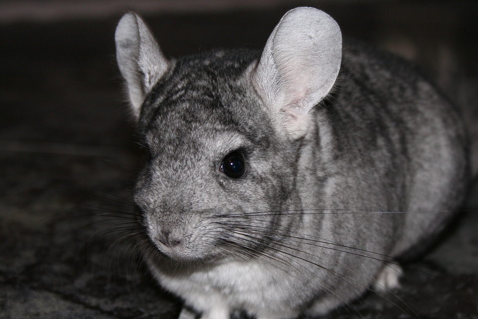 Chinchilla pet rodent