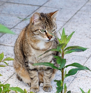 Animal mieze domestic cat