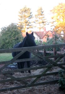 Country Horse photo