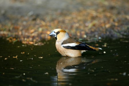 Hawfinch taking a drink