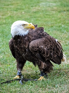 Animal bird raptor