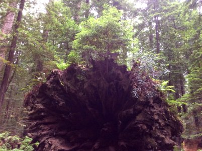 Tree Growing Out of a Dead Tree