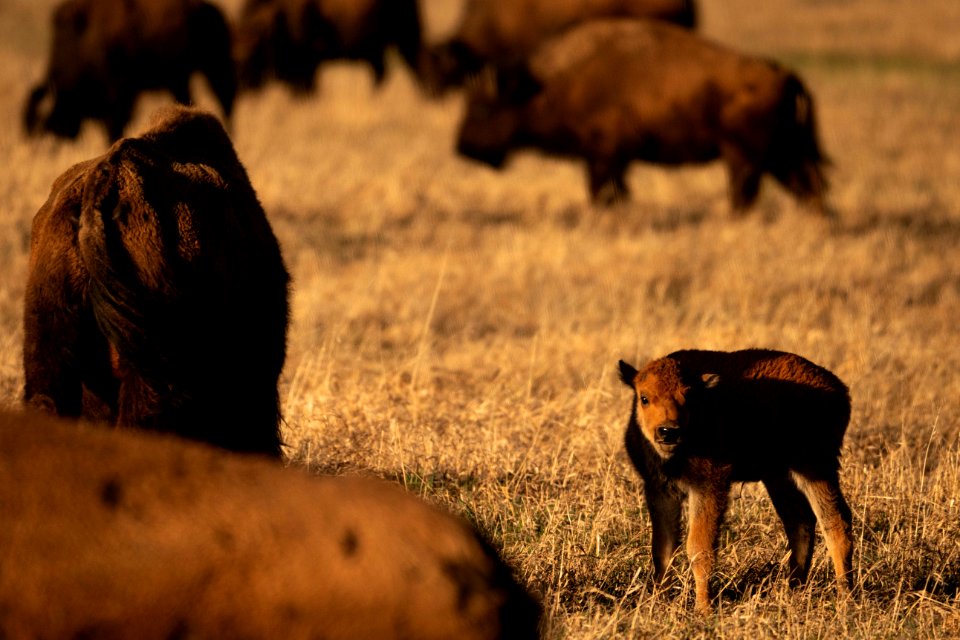 Bison Calf and Cows