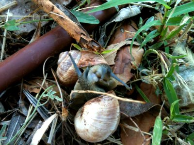 24. CHIOCCIOLE IN AMORE ...alla Colletta (di Matilde Bricca)