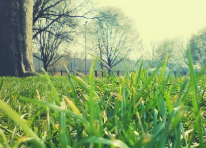 9. VERDE GIARDINO (di Gabriele Tesbia)