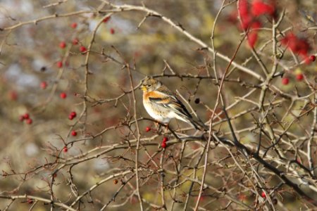 Brambling on a twig