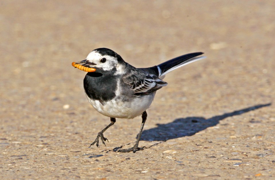 Pied Wagtail photo