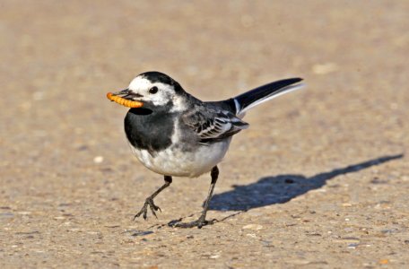 Pied Wagtail photo