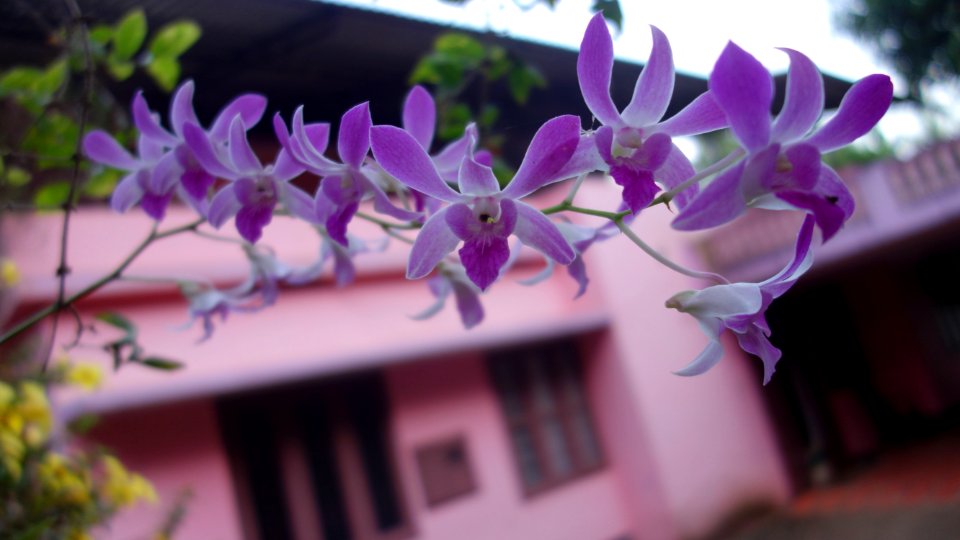 Orchid