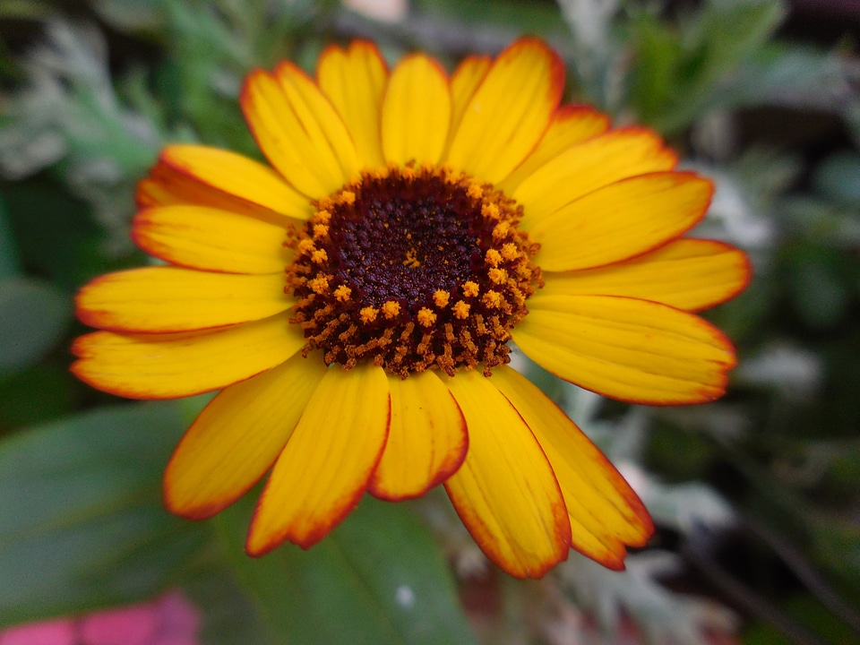 Bloom yellow strong