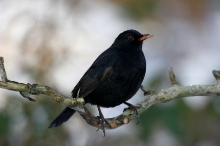 Blackbird on a branch photo