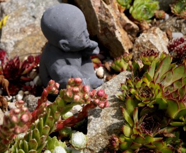 Buddha in the House Leeks
