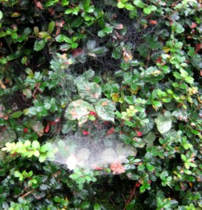 Bush Web Morn 02