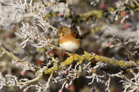 Brambling sat on a frosty branch