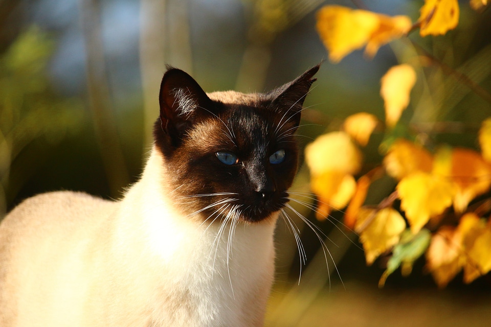 Mieze fall foliage sun
