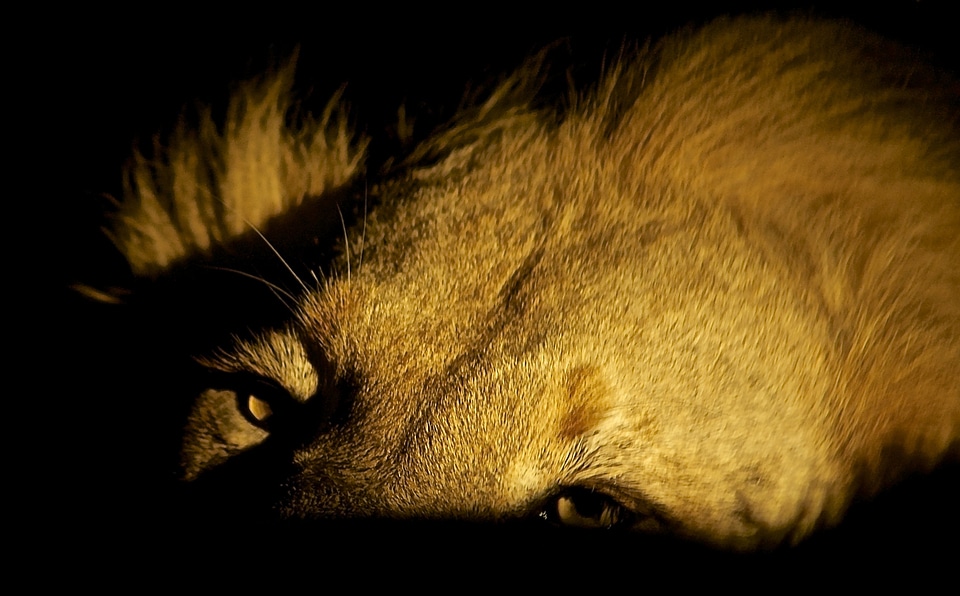 Wildlife mammal animal