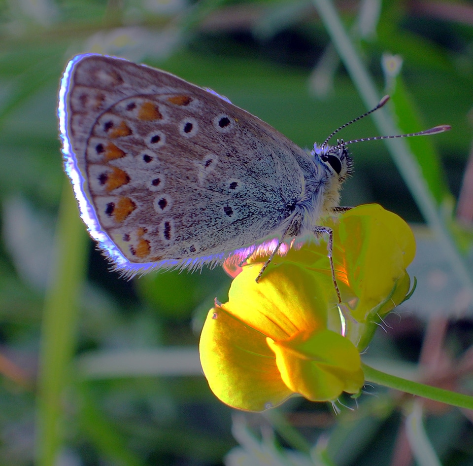 Wings insect flower