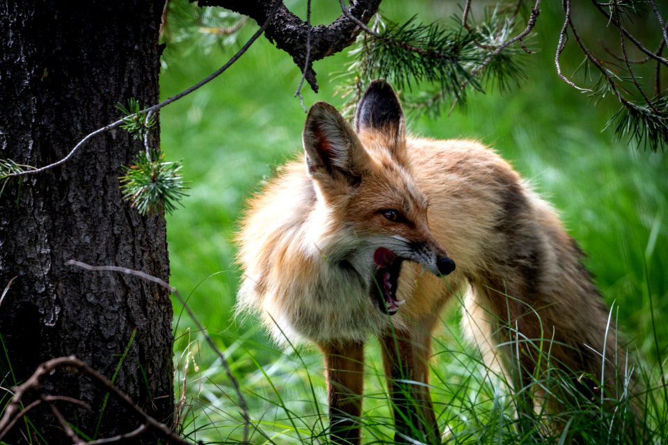 Red Fox photo