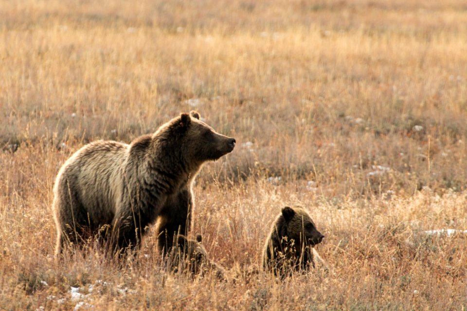 Grizzly Sow and Cubs
