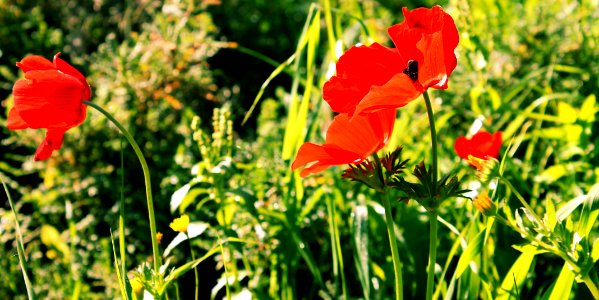 Red Anemones in the sun