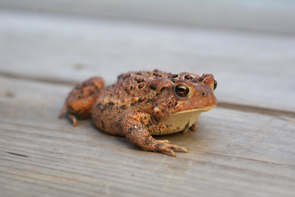 Wild amphibian frog