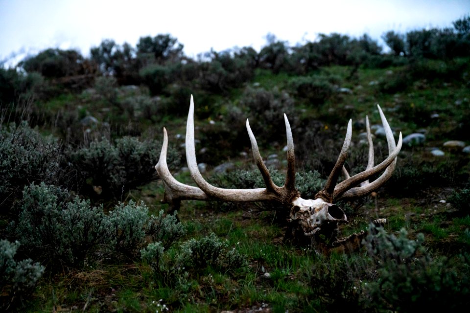 Bull elk skull and antlers