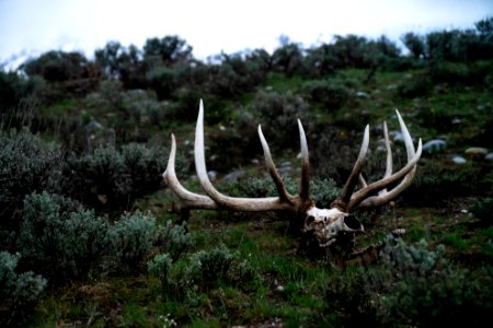 Bull elk skull and antlers photo