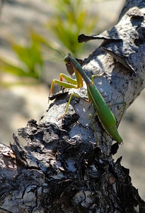 Mantis religiosa stalking invertebrates