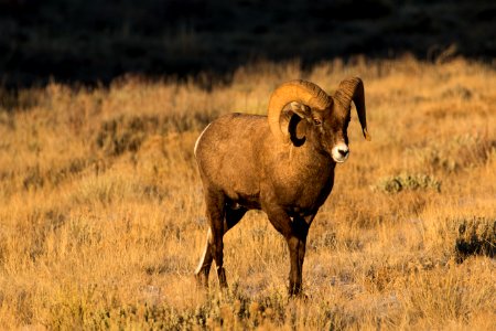 Bighorn Ram photo