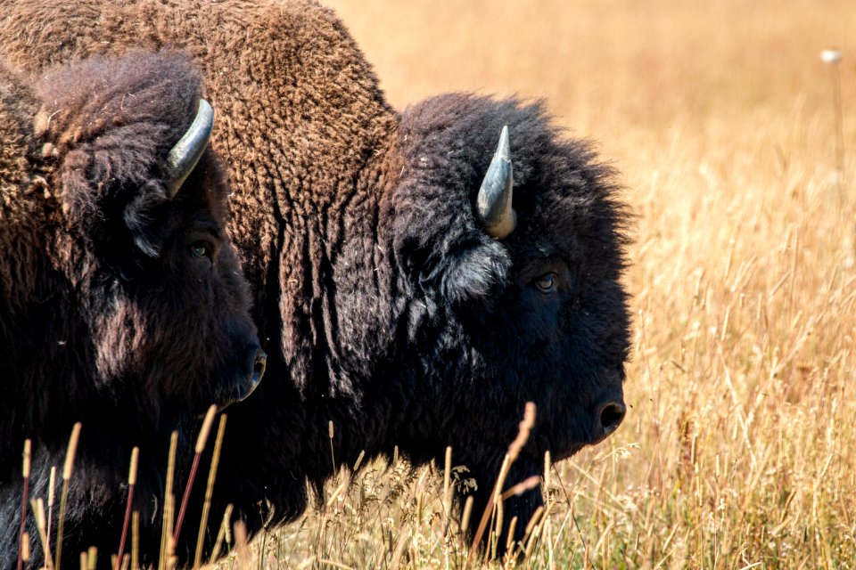 Bison