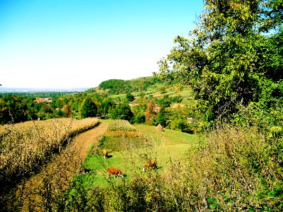 Pastoral