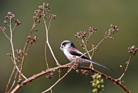 Long Tailed Tit collecting