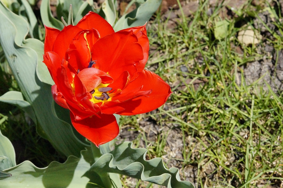 Flower spring nature