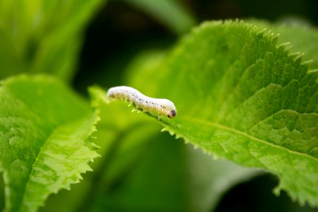 Sawfly Larvae