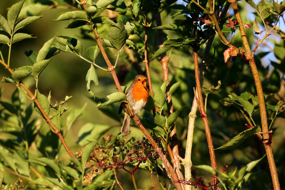 Robin