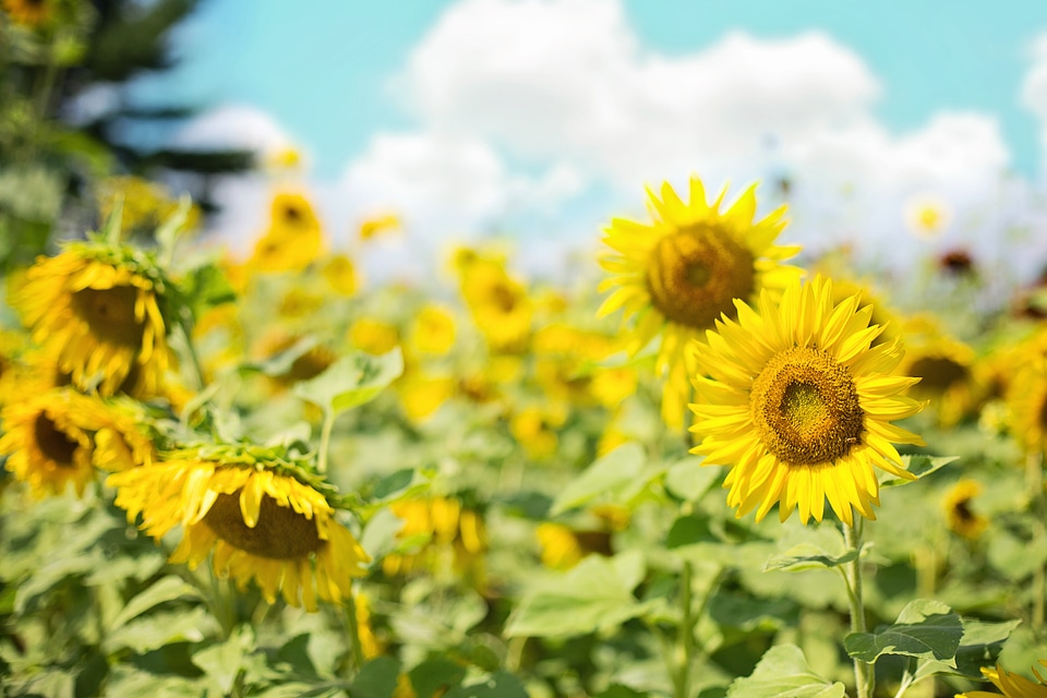 Summer nature flower