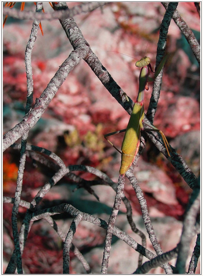 Animals invertebrates mantis religiosa