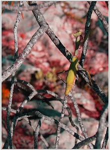 Animals invertebrates mantis religiosa